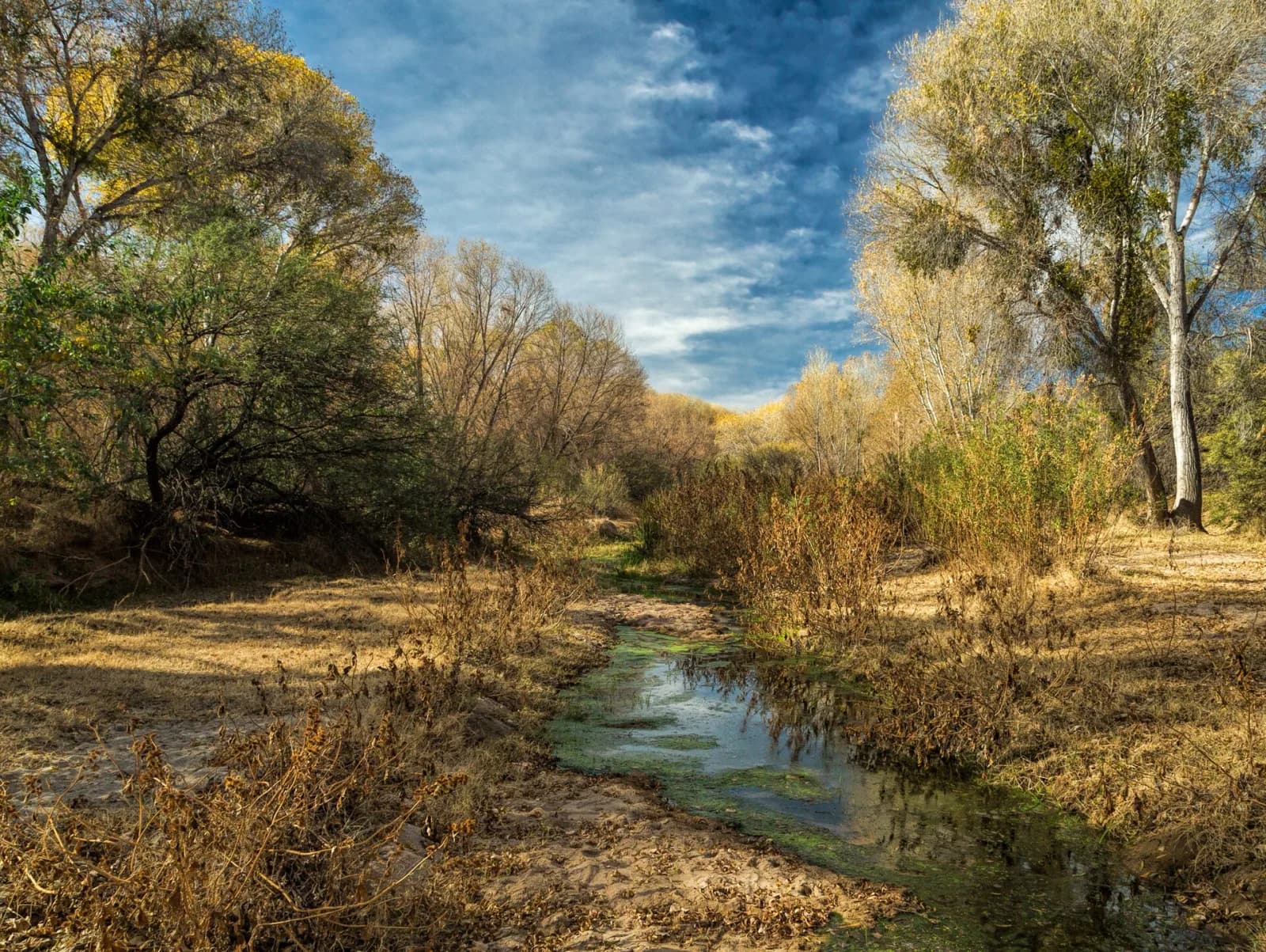 Shaded Hassayampa River flowing through a cottonwood corridor